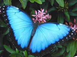 blue morpho butterfly