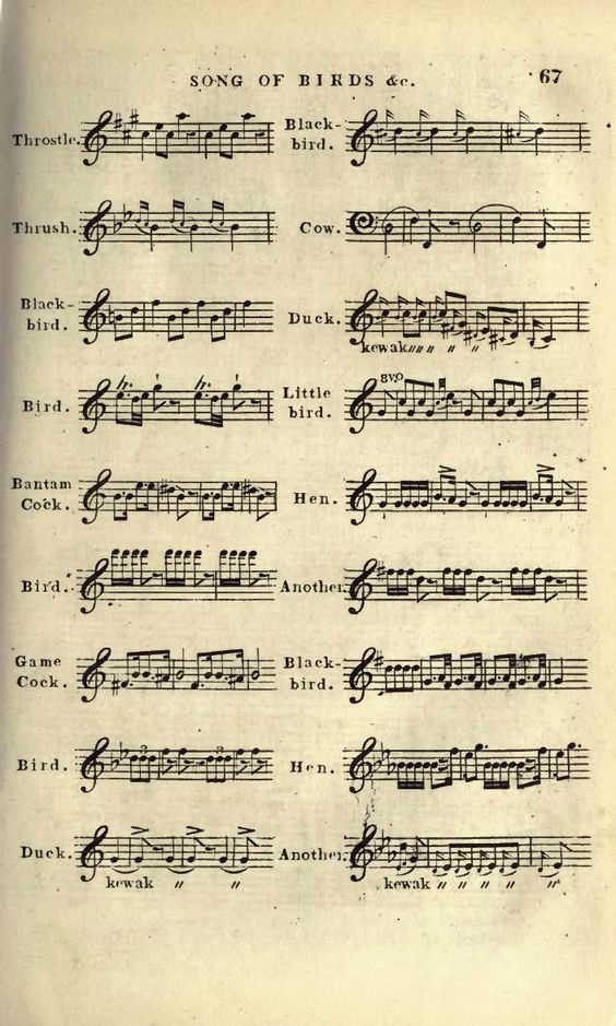 bird songs as musical notation.jpg